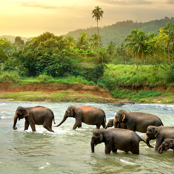 Sri Lanka wildlife