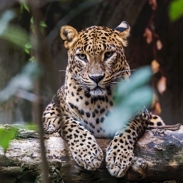 Sri Lanka wildlife